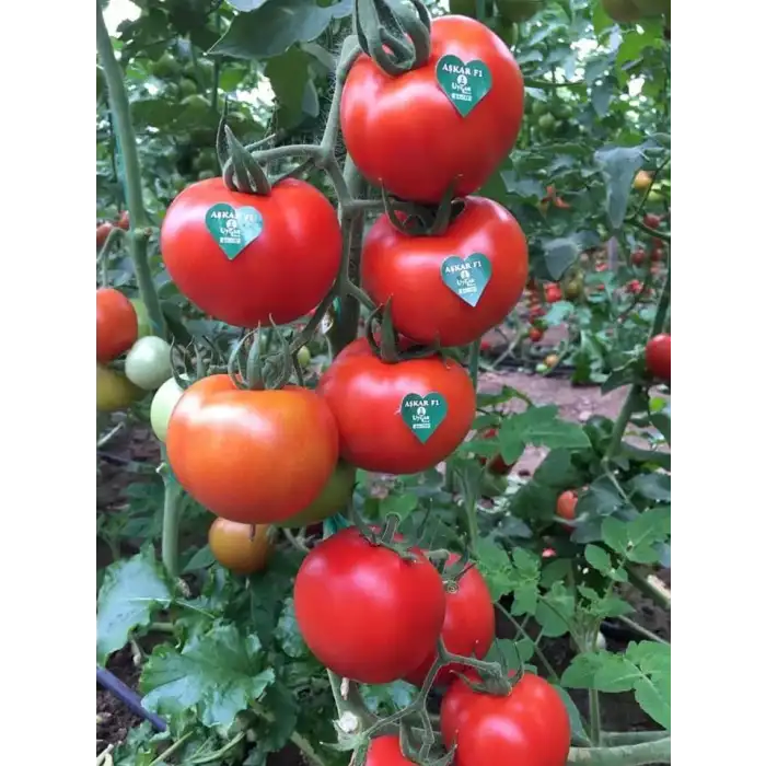 Aşkar F1 Sırık Domates Fidesi