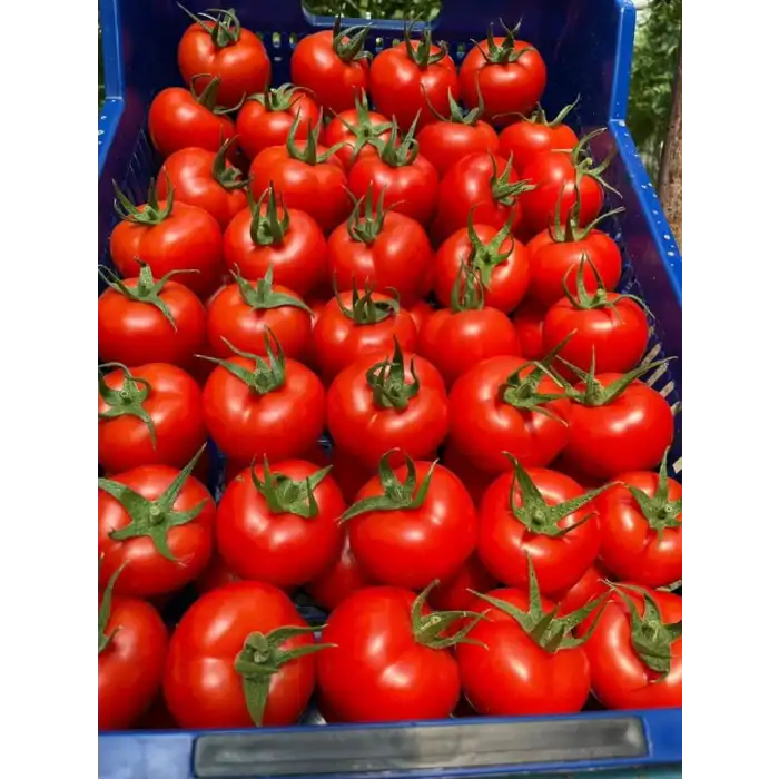 Aşkar F1 Sırık Domates Fidesi