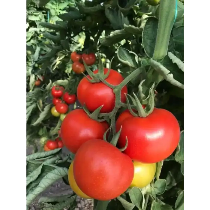 Aşkar F1 Sırık Domates Fidesi