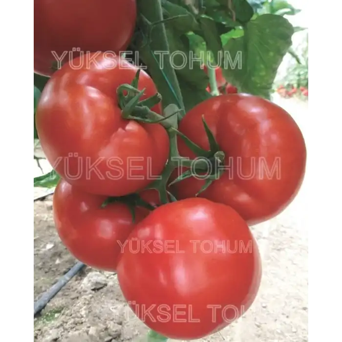 Asya F1 Sırık Beef Domates Fidesi