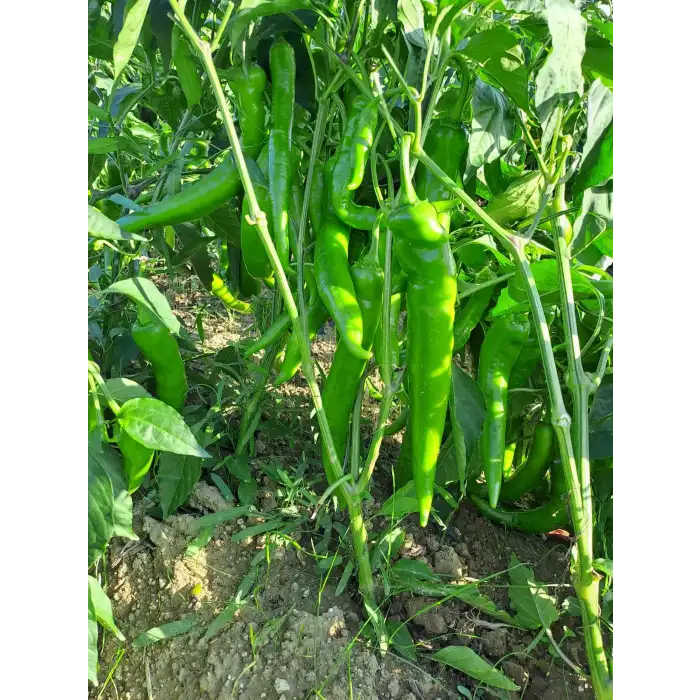 Atalay F1 Kalın Sivri Biber Fidesi
