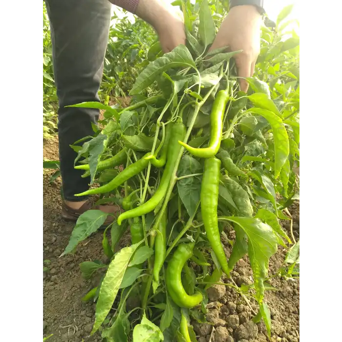 Atalay F1 Kalın Sivri Biber Fidesi