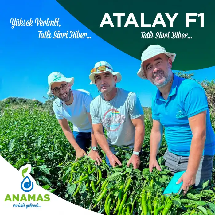 Atalay F1 Kalın Sivri Biber Fidesi