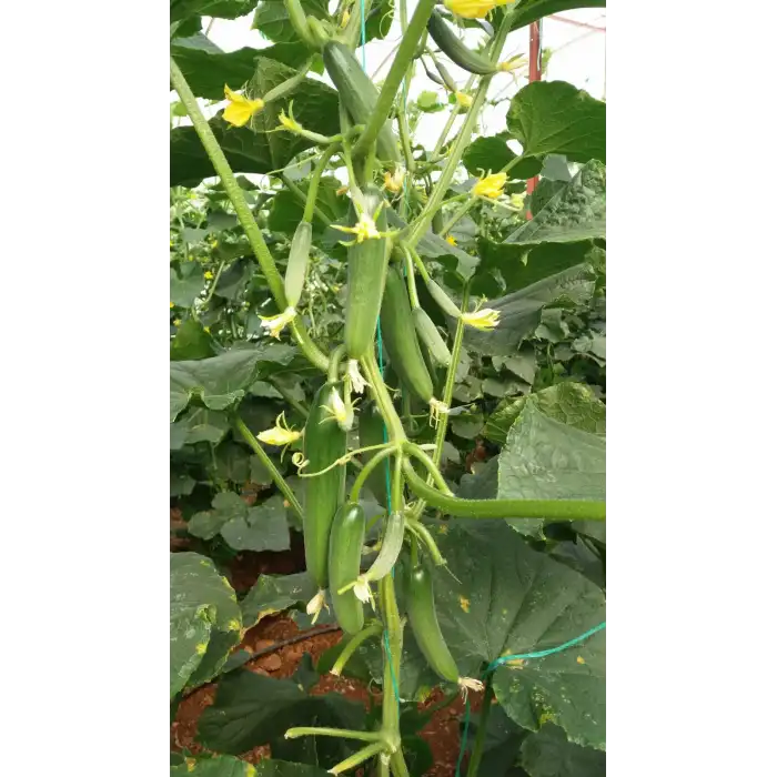 Ayda F1 Silor Hıyar Fidesi