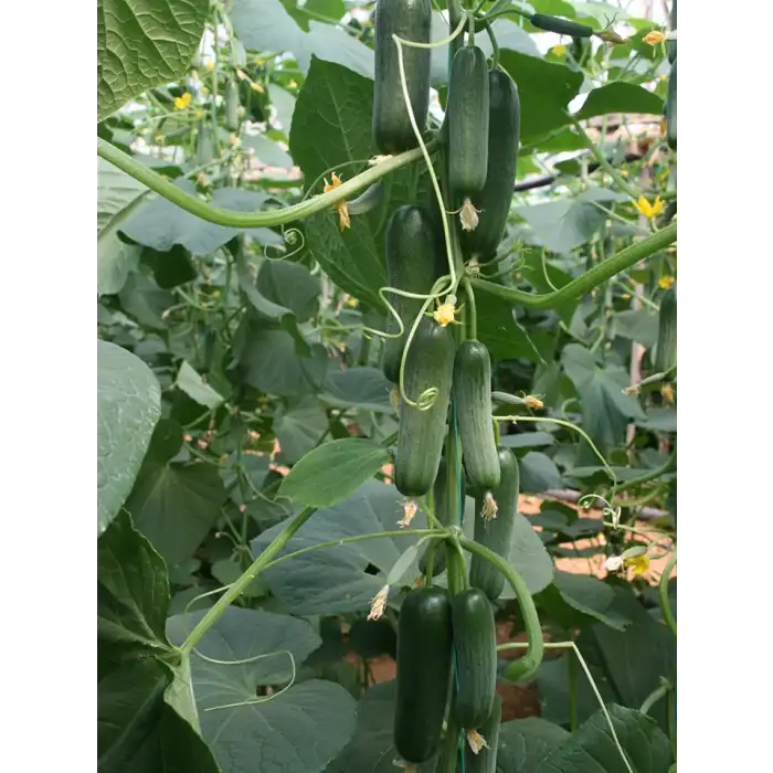 Ayda F1 Silor Hıyar Fidesi