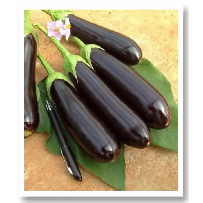 Aydın Siyahı Patlıcan Fidesi