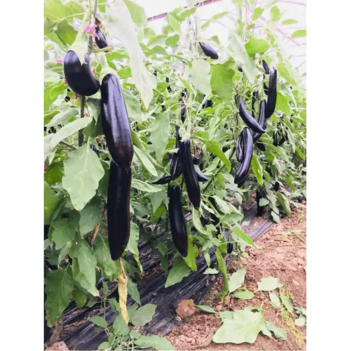 Babacan F1 Patlıcan Fidesi