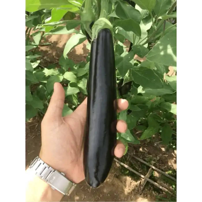 Babacan F1 Patlıcan Fidesi