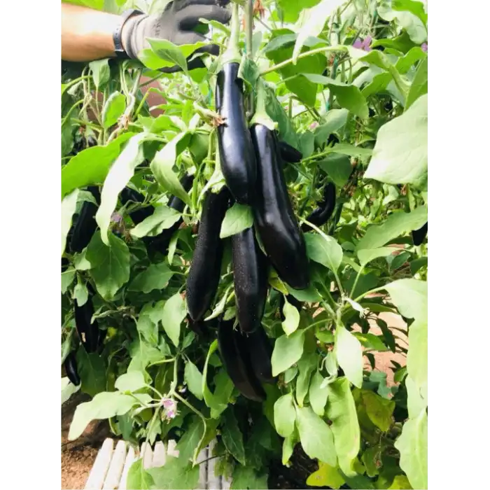 Babacan F1 Patlıcan Fidesi