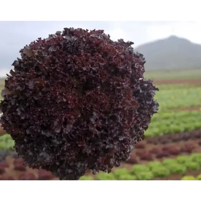 Bacchus Lollo Rossa Marul Fidesi