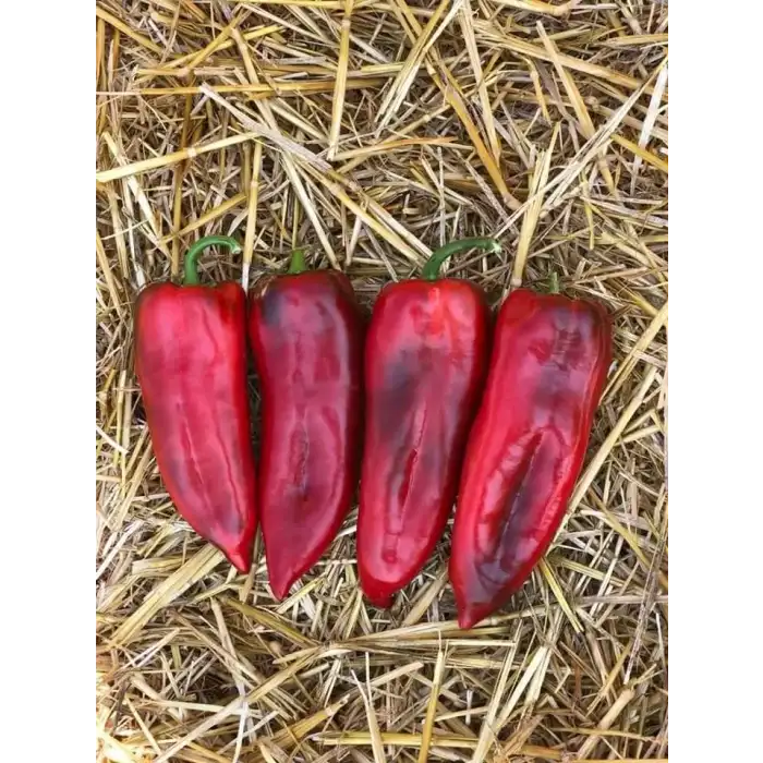 Barça F1 Kapya Biber Fidesi