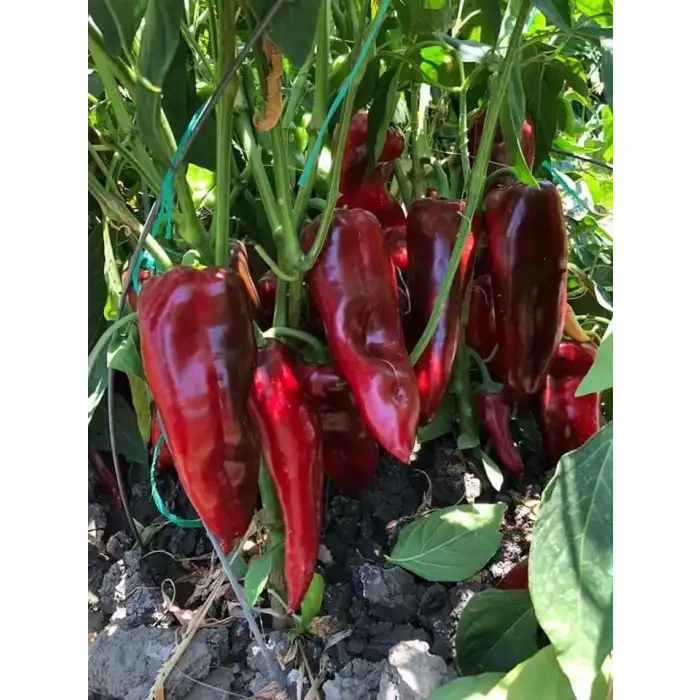 Barça F1 Kapya Biber Fidesi