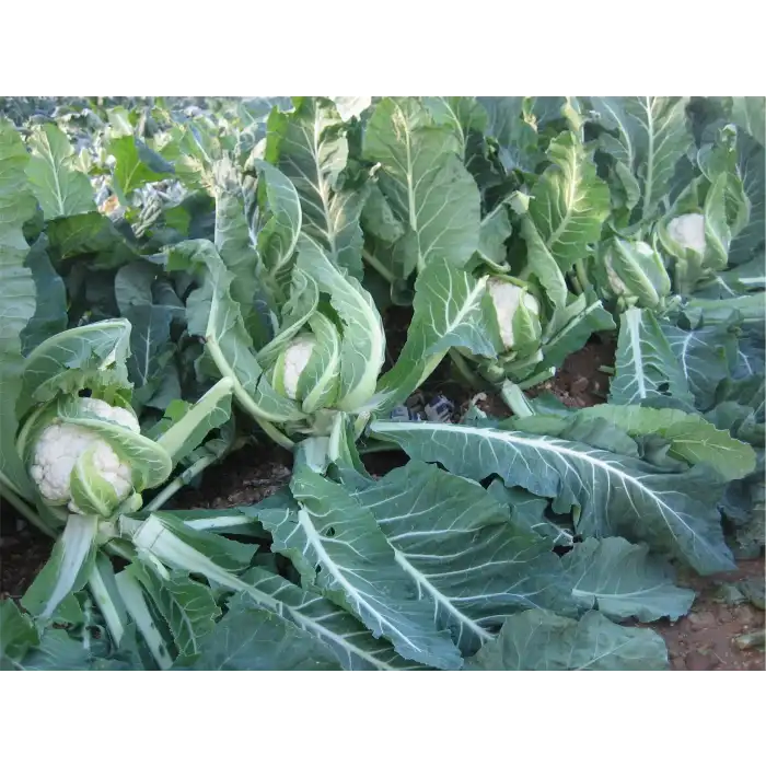 Barcelona F1 Karnabahar Fidesi