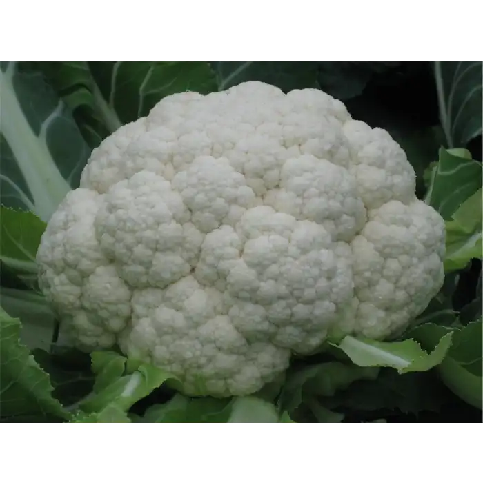 Barcelona F1 Karnabahar Fidesi