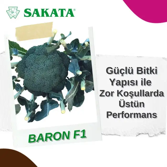 Baron F1 Brokoli Fidesi