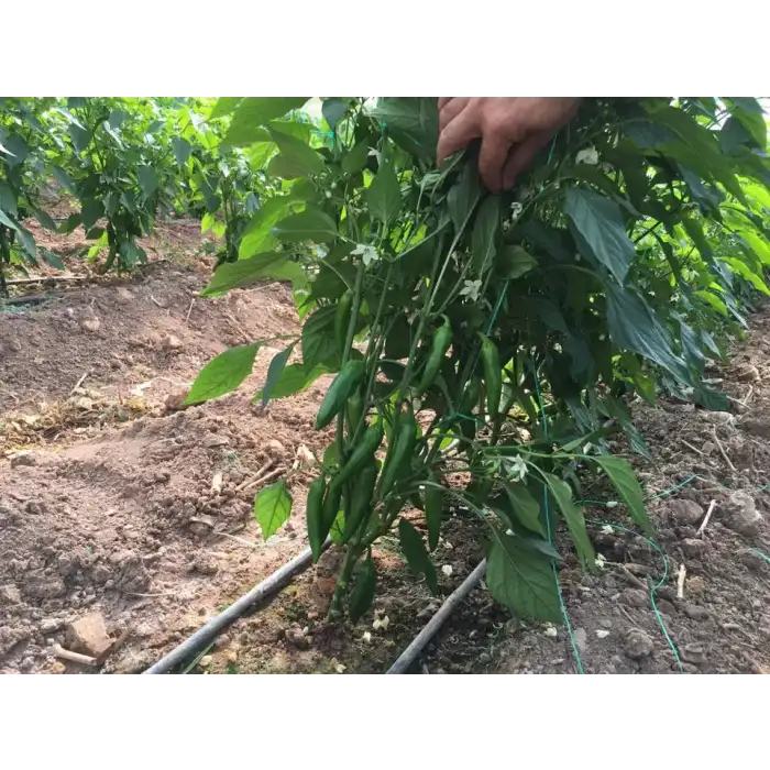 Barut F1 Jalapon Biber Fidesi