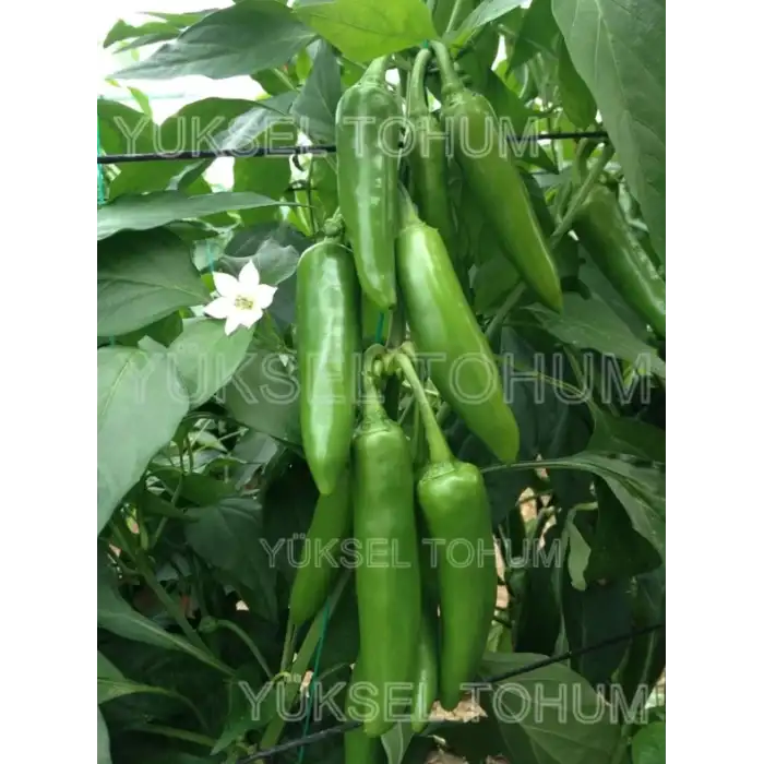 Barut F1 Jalapon Biber Fidesi