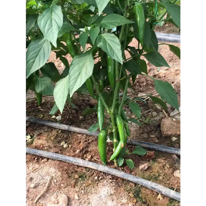 Barut F1 Jalapon Biber Fidesi