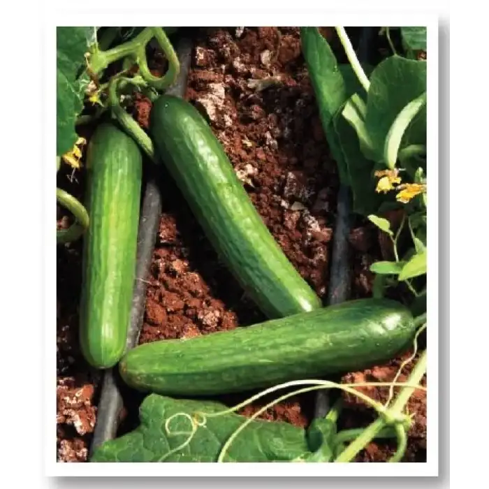 Beith Alpha Oturak Hıyar Fidesi