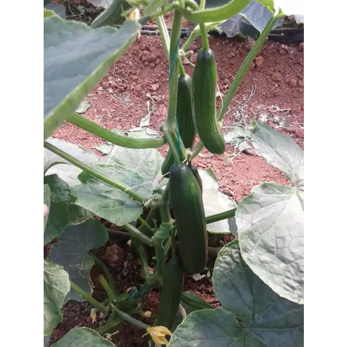 Bellastar RZ F1 Hıyar Fidesi