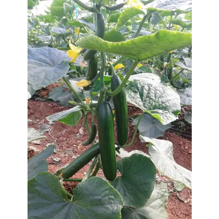 Bellastar RZ F1 Hıyar Fidesi