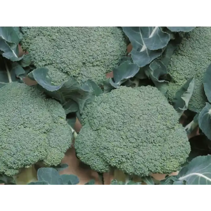 Belstar F1 Brokoli Fidesi