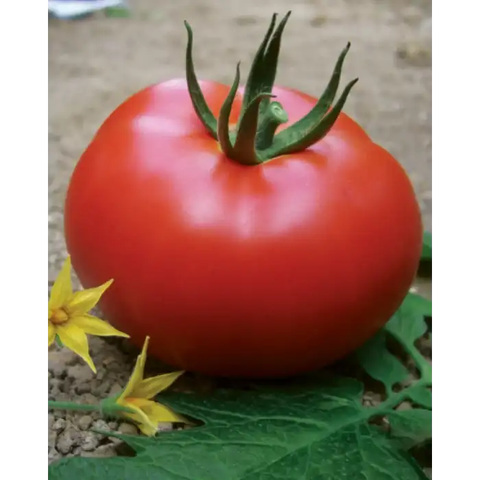 Benal F1 Oturak Domates Fidesi