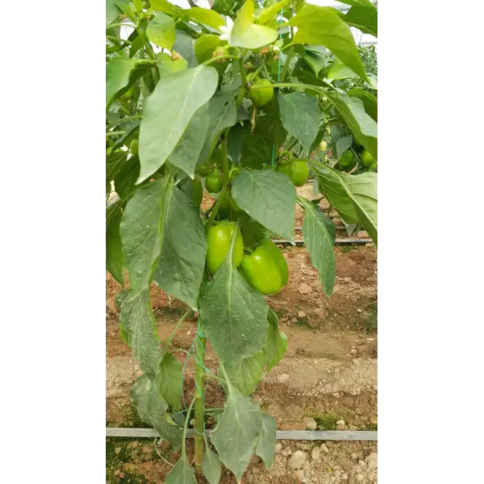 Benino F1 Dolma Biber Fidesi