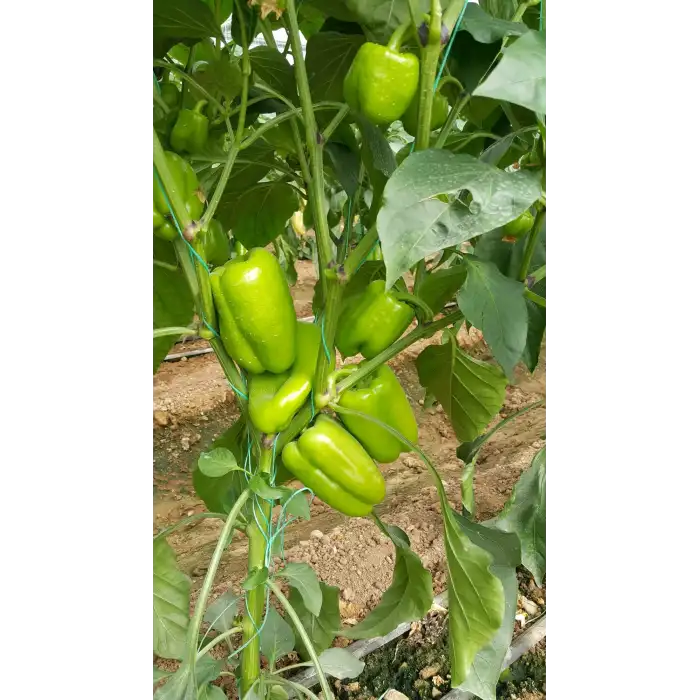 Benino F1 Dolma Biber Fidesi