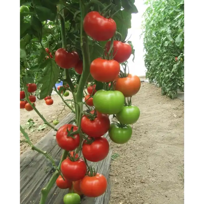 Bigmek F1 İri Domates Fidesi