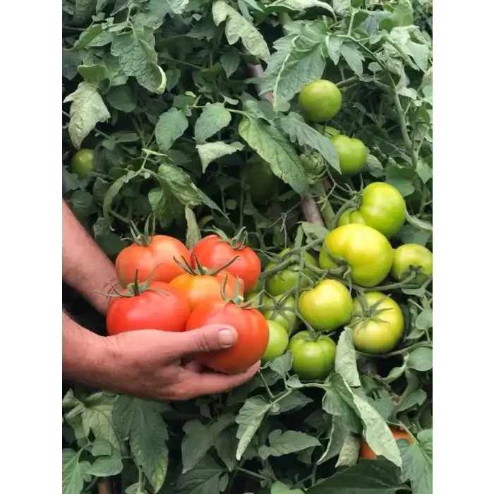 Bigmek F1 İri Domates Fidesi