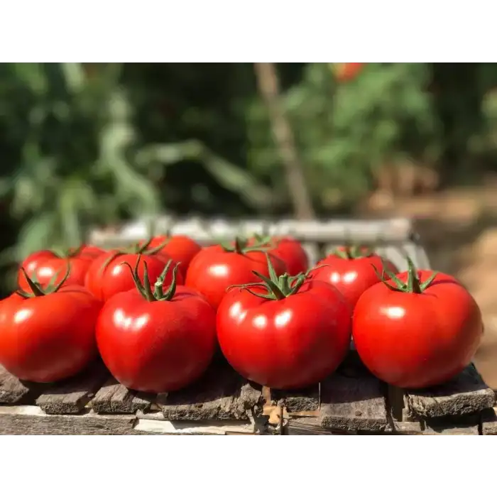 Bigmek F1 İri Domates Fidesi
