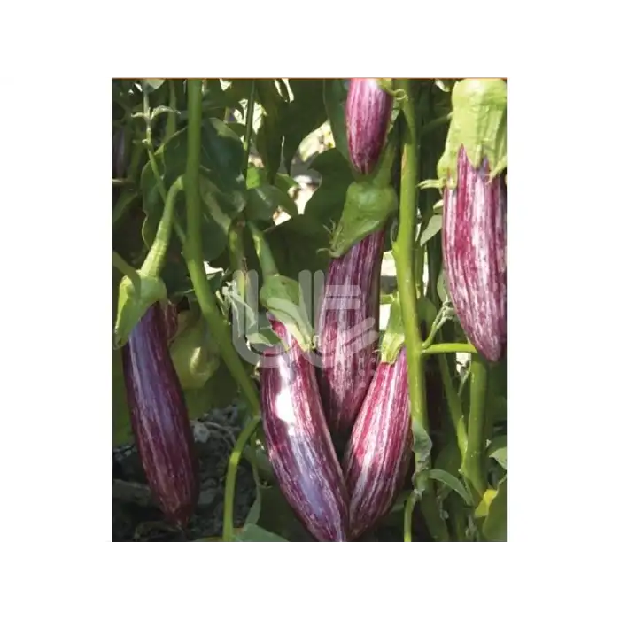 Bıldırcın F1 Çizgili Patlıcan Fidesi