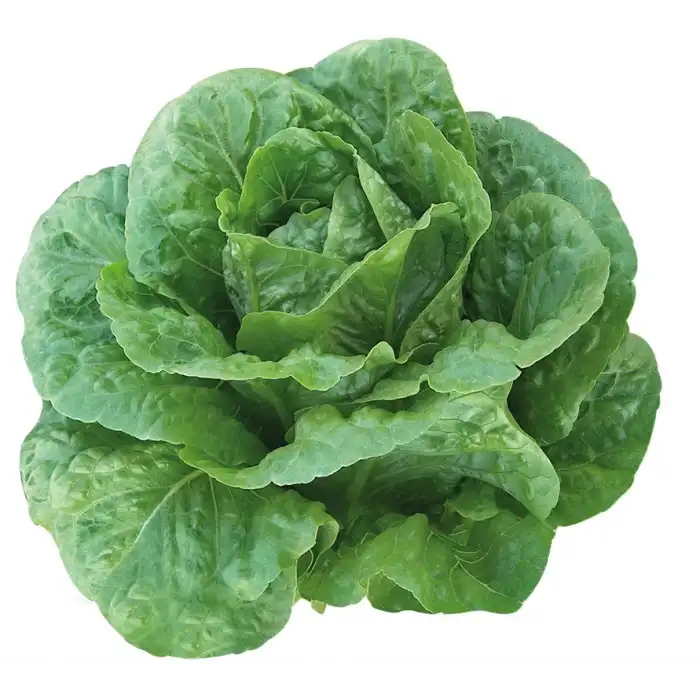 Bitez Yedikule Marul Fidesi