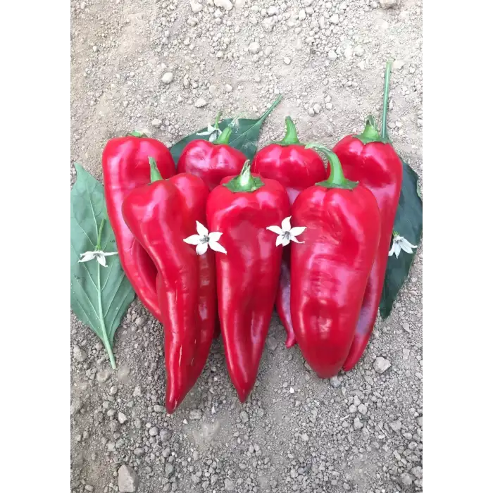 Bolveren F1 Kapya Biber Fidesi