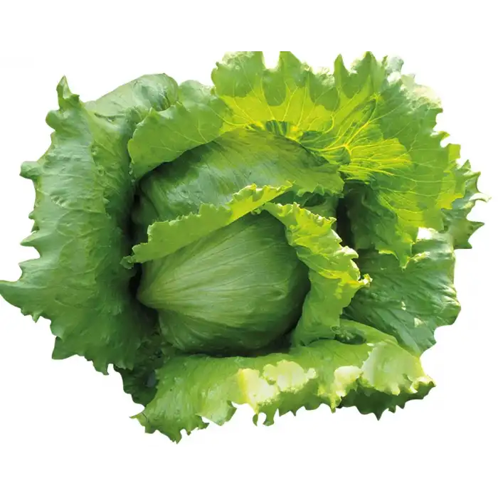 Bombola İceberg Marul Fidesi