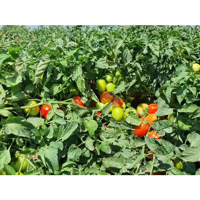 Bonita F1 Salçalık Domates Fidesi