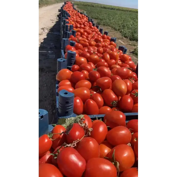 Bonita F1 Salçalık Domates Fidesi