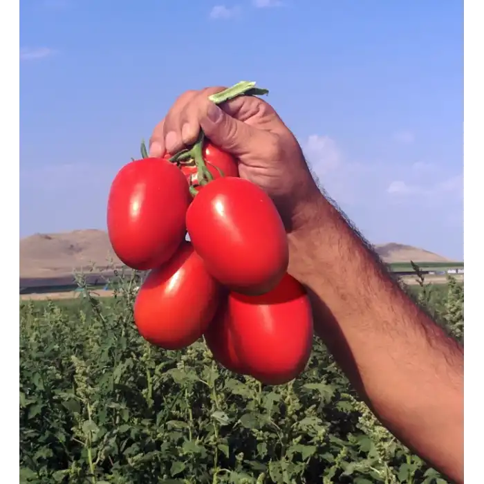 Bonita F1 Salçalık Domates Fidesi