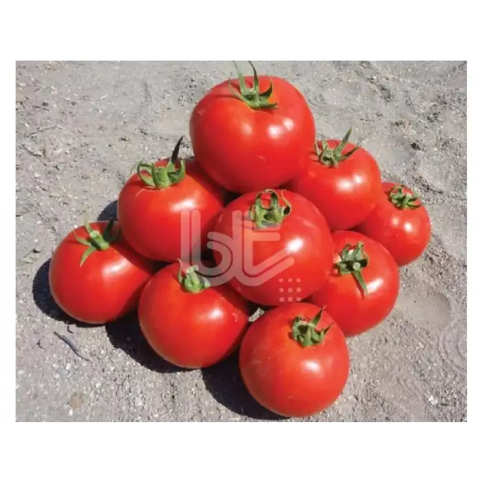 Bt-236 F1 Oturak Domates Fidesi