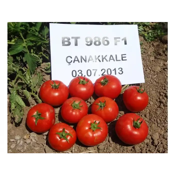 Bt-986 F1 Oturak Domates Fidesi