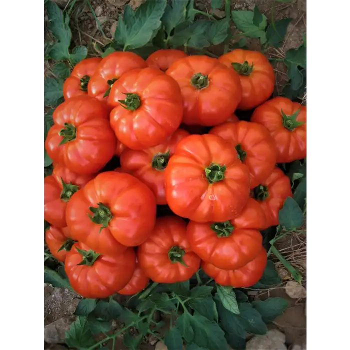 Bufalo F1 Beef Domates Fidesi