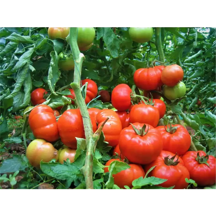 Bufalo F1 Beef Domates Fidesi