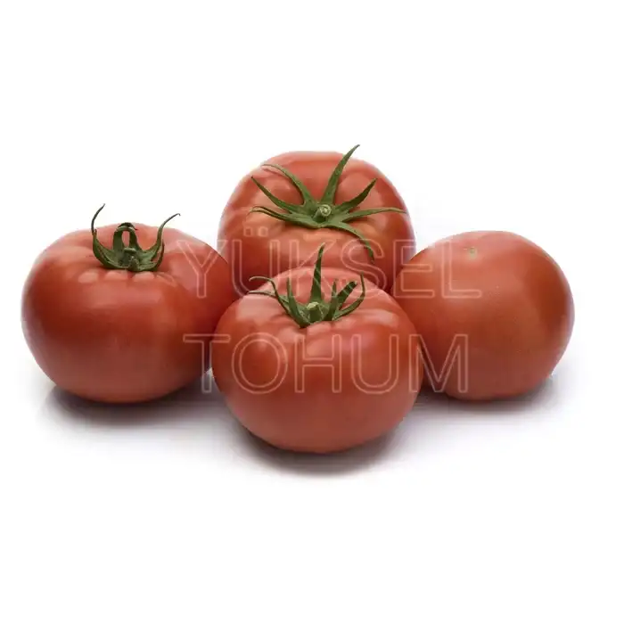 Burhan F1 Sırık Domates Fidesi