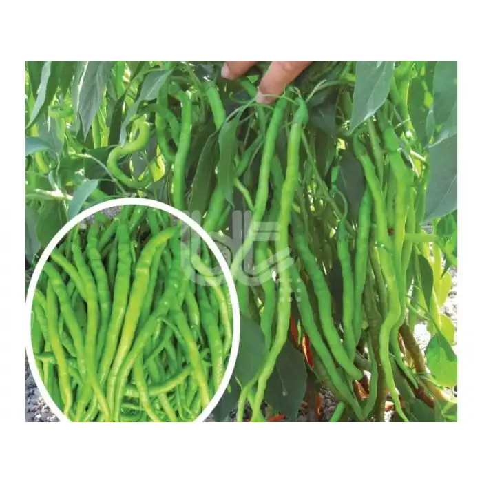 Burkalem Tatlı Kıl Sivri Biber Fidesi