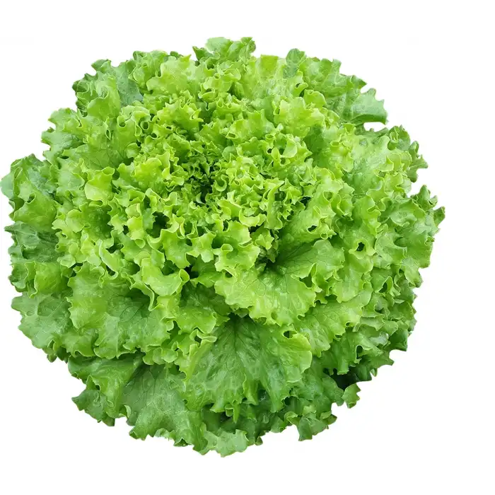 Caipira Kıvırcık Marul Fidesi