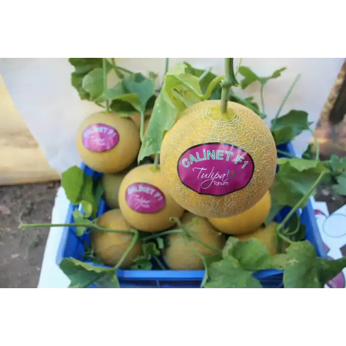 Calinet F1 Kavun Fidesi