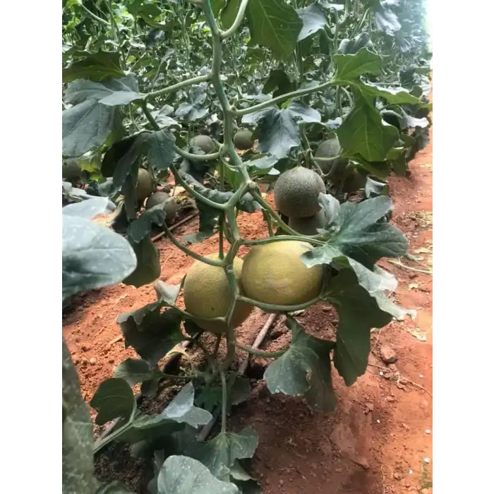 Calinet F1 Kavun Fidesi