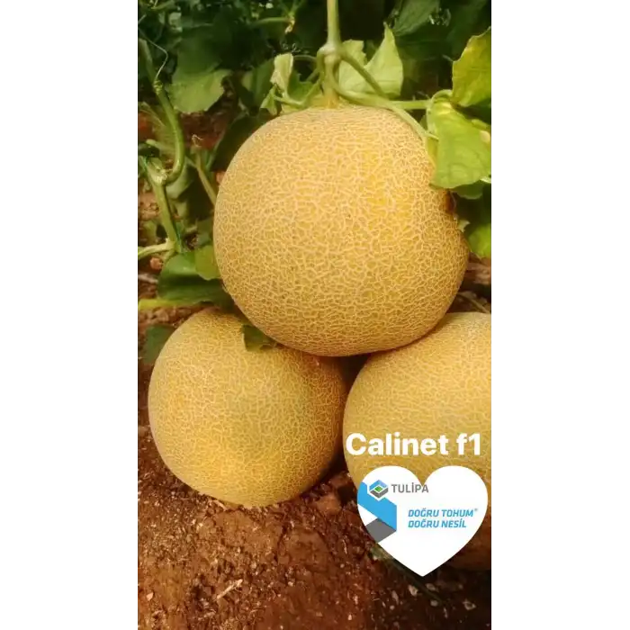 Calinet F1 Kavun Fidesi