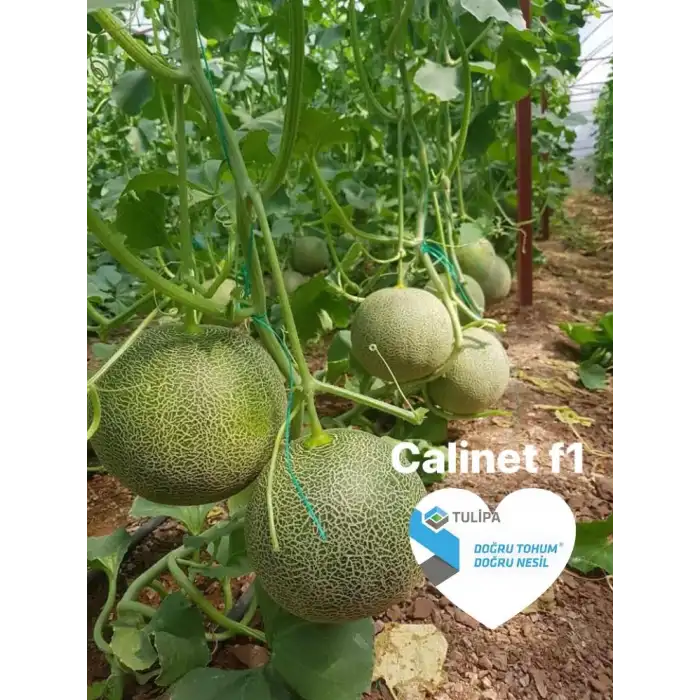 Calinet F1 Kavun Fidesi
